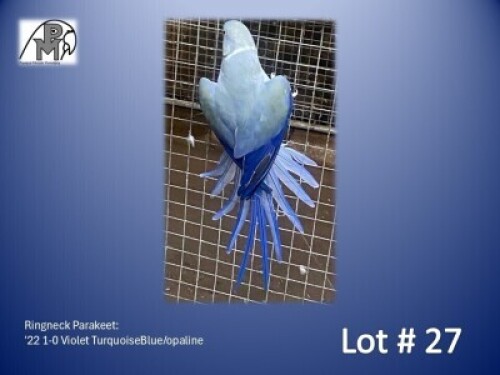 1-0 '22 Ringneck Parakeet: Violet TurquoiseBlue/opaline - Birds Haven