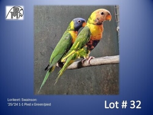 1-1 '25/'24 Lorikeet: Swainson: Pied x Green/pied - Fanie Klopper