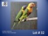 1-1 '25/'24 Lorikeet: Swainson: Pied x Green/pied - Fanie Klopper