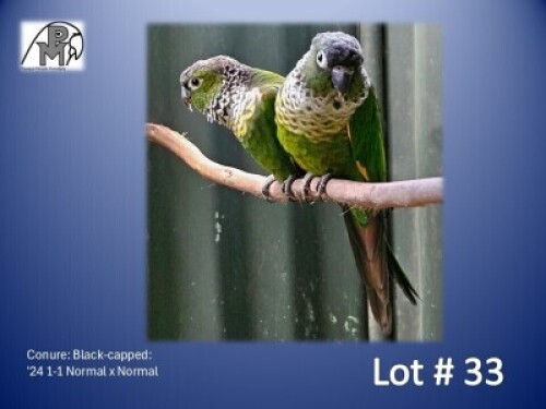 1-1 '24 Conure: Black-capped: Normal x Normal - Fanie Klopper