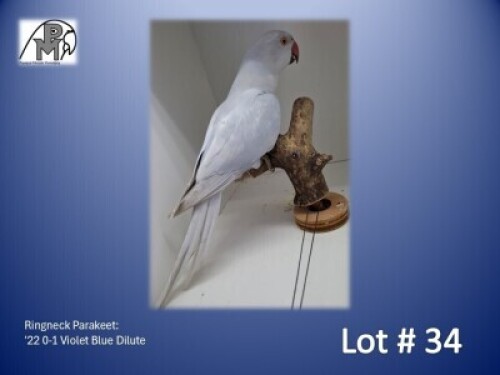 0-1 '22 Ringneck Parakeet: Violet Blue Dilute - Alwyn Nel