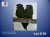 1-1 '23/'24 Conure: Fiery-shouldered: Normal x Normal - Piet Jacobs