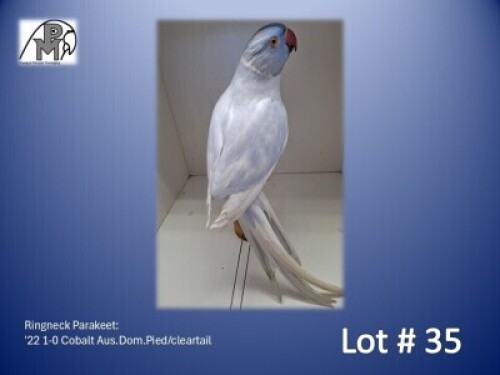 1-0 '22 Ringneck Parakeet: Cobalt Aus.Dom.Pied/cleartail - Alwyn Nel