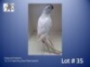 1-0 '22 Ringneck Parakeet: Cobalt Aus.Dom.Pied/cleartail - Alwyn Nel