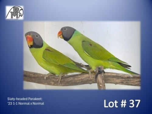 1-1 '23 Slaty-headed Parakeet: Normal x Normal - Piet Jacobs