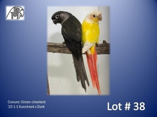 1-1 '23 Conure: Green-cheeked: Suncheek x Dark - Piet Jacobs