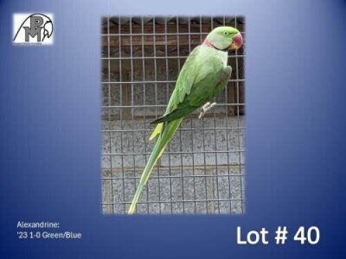 1-0 '23 Alexandrine: Green/Blue - Reel Magic