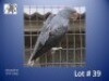 0-1 '24 Alexandrine: Grey - Reel Magic