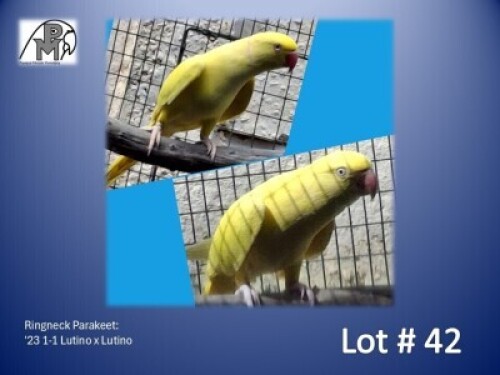 1-1 '23 Ringneck Parakeet: Lutino x Lutino - Louis Laas