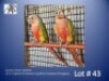 1-1 '24 Conure: Green-cheeked: Opaline-Cinnamon x Opaline-Cinnamon (Pineapple) - Kobus Verryne