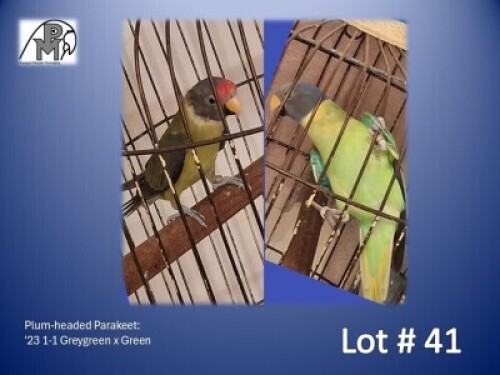 1-1 '23 Plum-headed Parakeet: Greygreen x Green - Louis Laas