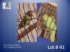 1-1 '23 Plum-headed Parakeet: Greygreen x Green - Louis Laas