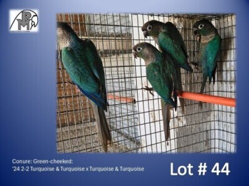 2-2 '24 Conure: Green-cheeked: Turquoise & Turquoise x Turquoise & Turquoise - Kobus Verryne