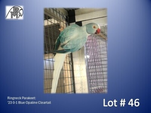 0-1 '23 Ringneck Parakeet: Blue Opaline Cleartail - Gerhard Minnie