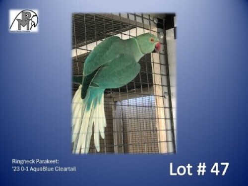 0-1 '23 Ringneck Parakeet: AquaBlue Cleartail - Gerhard Minnie