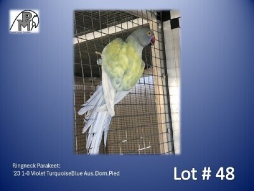 1-0 '23 Ringneck Parakeet: Violet TurquoiseBlue Aus.Dom.Pied - Gerhard Minnie