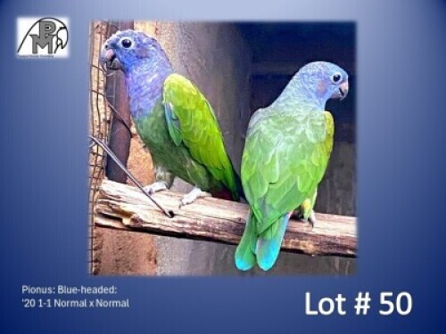 1-1 '20 Pionus: Blue-headed: Normal x Normal - Nilette Jankowitch