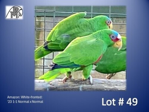 1-1 '23 Amazon: White-fronted: Normal x Normal - Nilette Jankowitch