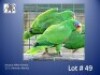 1-1 '23 Amazon: White-fronted: Normal x Normal - Nilette Jankowitch