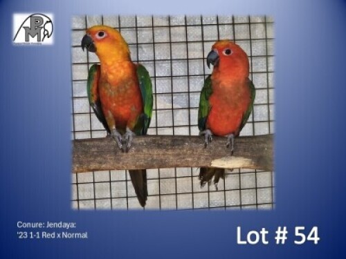 1-1 '23 Conure: Jendaya: Red x Normal - Fanie Klopper