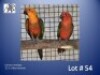 1-1 '23 Conure: Jendaya: Red x Normal - Fanie Klopper