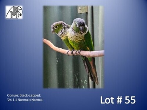 1-1 '24 Conure: Black-capped: Normal x Normal - Fanie Klopper