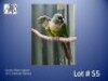 1-1 '24 Conure: Black-capped: Normal x Normal - Fanie Klopper
