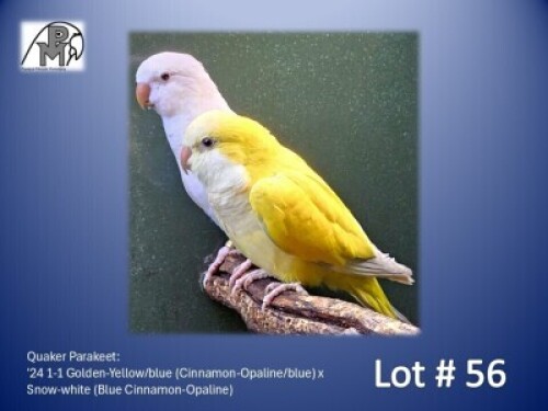1-1 '24 Quaker Parakeet: Golden-Yellow/blue (Cinnamon-Opaline/blue) x Snow-white (Blue Cinnamon-Opaline) - Fanie Klopper