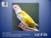1-1 '24 Quaker Parakeet: Golden-Yellow/blue (Cinnamon-Opaline/blue) x Snow-white (Blue Cinnamon-Opaline) - Fanie Klopper