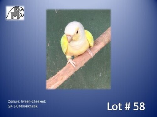1-0 '24 Conure: Green-cheeked: Mooncheek - Koos Taljaard