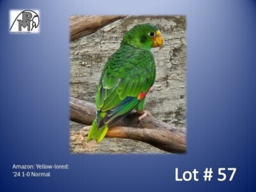 1-0 '24 Amazon: Yellow-lored: Normal - Fanie Klopper