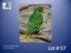 1-0 '24 Amazon: Yellow-lored: Normal - Fanie Klopper
