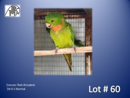 0-1 '24 Conure: Red-throated: Normal - Koos Taljaard
