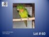 0-1 '24 Conure: Red-throated: Normal - Koos Taljaard