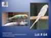 1-1 '22/'23 Ringneck Parakeet: Violet TurquoiseBlue Bronze-fallow x Dark Blue Bronze-fallow - Jaco Rossouw