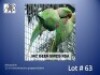 1-0 '23 Alexandrine: Green/blue/rec.greygreen/lutino - McGeer Birds