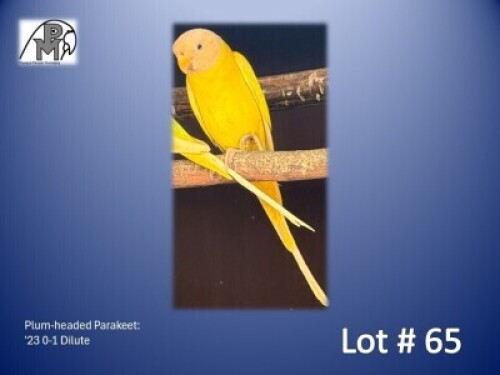 0-1 '23 Plum-headed Parakeet: Dilute - Jaco Rossouw