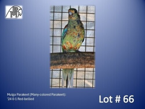 0-1 '24 Mulga Parakeet (Many-colored Parakeet): Red-bellied - Fanie Klopper