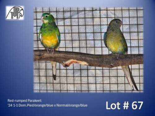 1-1 '24 Red-rumped Parakeet: Dom.Pied/orange/blue x Normal/orange/blue - Fanie Klopper