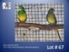 1-1 '24 Red-rumped Parakeet: Dom.Pied/orange/blue x Normal/orange/blue - Fanie Klopper