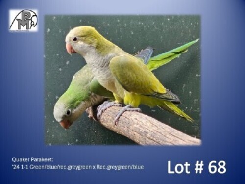 1-1 '24 Quaker Parakeet: Green/blue/rec.greygreen x Rec.greygreen/blue - Fanie Klopper