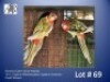 1-1 '24 Rosella: Eastern (Goue Mantel): Opaline Witvlerk/pastel x Opaline-Cinnamon Pastel Witvlerk - Fanie Klopper
