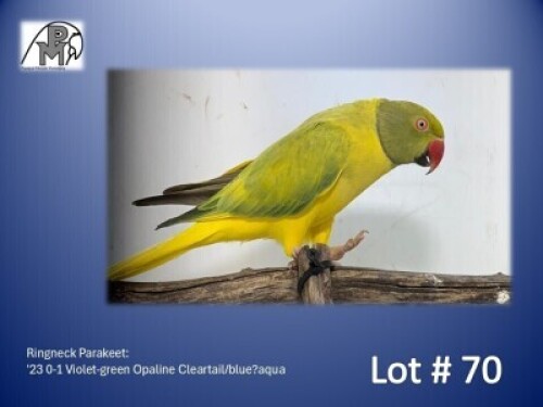0-1 '23 Ringneck Parakeet: Violet-green Opaline Cleartail/blue?aqua - Piet Jacobs