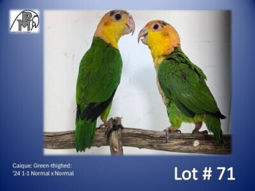 1-1 '24 Caique: Green-thighed: Normal x Normal - Piet Jacobs