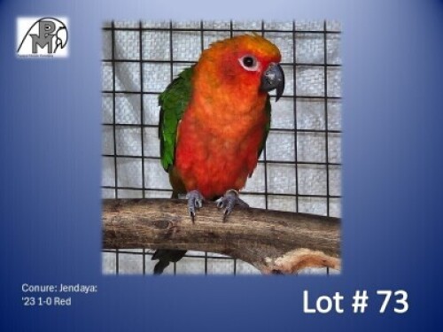 1-0 '23 Conure: Jendaya: Red - Kobus Verryne