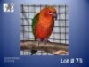1-0 '23 Conure: Jendaya: Red - Kobus Verryne