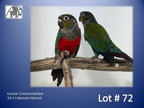 1-1 '24 Conure: Crimson-bellied: Normal x Normal - Piet Jacobs