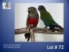 1-1 '24 Conure: Crimson-bellied: Normal x Normal - Piet Jacobs