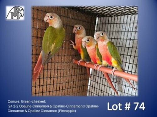 2-2 '24 Conure: Green-cheeked: Opaline-Cinnamon & Opaline-Cinnamon x Opaline-Cinnamon & Opaline Cinnamon (Pineapple) - Kobus Verryne