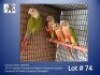 2-2 '24 Conure: Green-cheeked: Opaline-Cinnamon & Opaline-Cinnamon x Opaline-Cinnamon & Opaline Cinnamon (Pineapple) - Kobus Verryne
